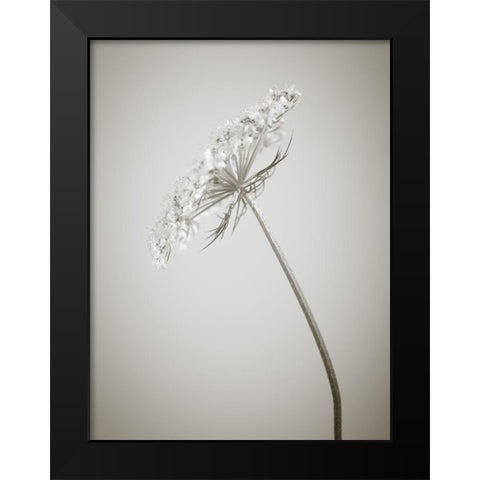 Cow parsley flower Black Modern Wood Framed Art Print by Frank, Assaf