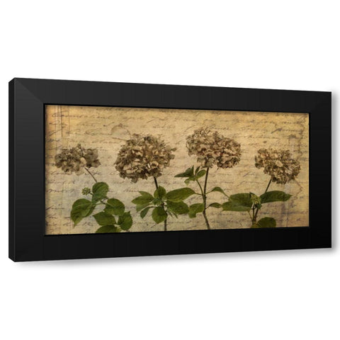 Four dried Hydrangea flowers in a row Black Modern Wood Framed Art Print by Frank, Assaf