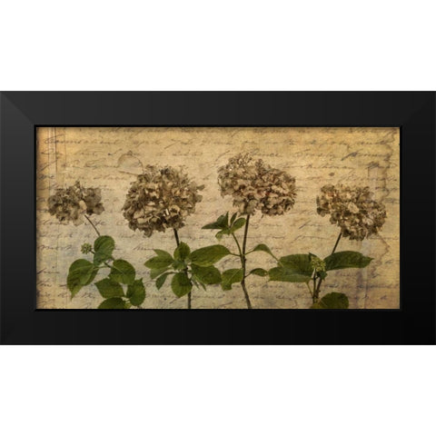 Four dried Hydrangea flowers in a row Black Modern Wood Framed Art Print by Frank, Assaf