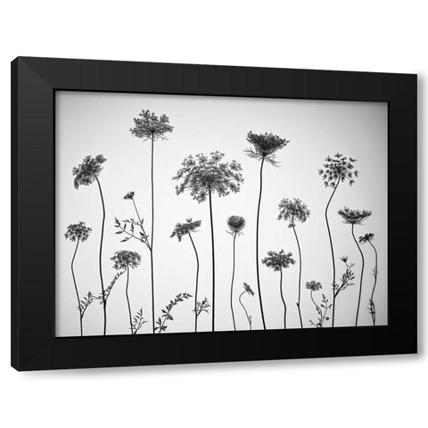 Cow parsley Black Modern Wood Framed Art Print with Double Matting by Frank, Assaf