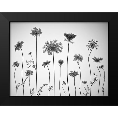 Cow parsley Black Modern Wood Framed Art Print by Frank, Assaf