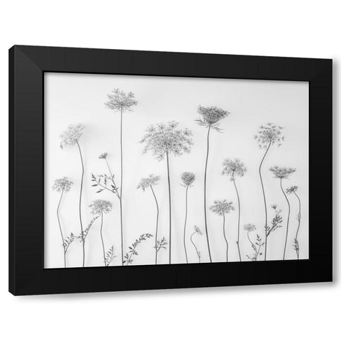 Cow parsley Black Modern Wood Framed Art Print by Frank, Assaf