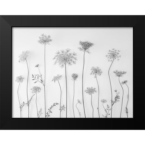 Cow parsley Black Modern Wood Framed Art Print by Frank, Assaf
