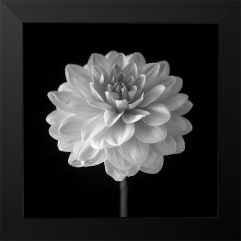 Dahlia flower on black background Black Modern Wood Framed Art Print by Frank, Assaf