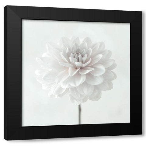 Dahlia flower on white background Black Modern Wood Framed Art Print with Double Matting by Frank, Assaf