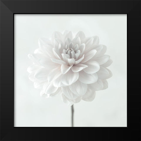 Dahlia flower on white background Black Modern Wood Framed Art Print by Frank, Assaf