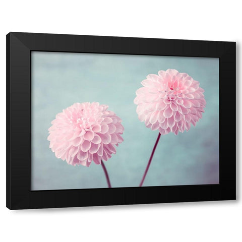 Two Dahlia flowers Black Modern Wood Framed Art Print by Frank, Assaf