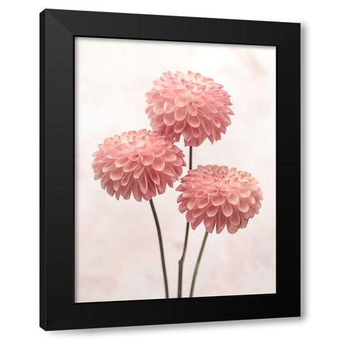 Three Dahlia flowers on white background Black Modern Wood Framed Art Print with Double Matting by Frank, Assaf