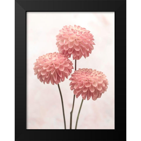 Three Dahlia flowers on white background Black Modern Wood Framed Art Print by Frank, Assaf