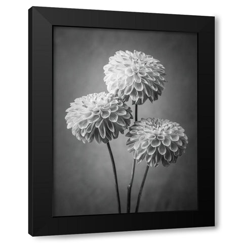 Three Dahlia flowers Black Modern Wood Framed Art Print by Frank, Assaf