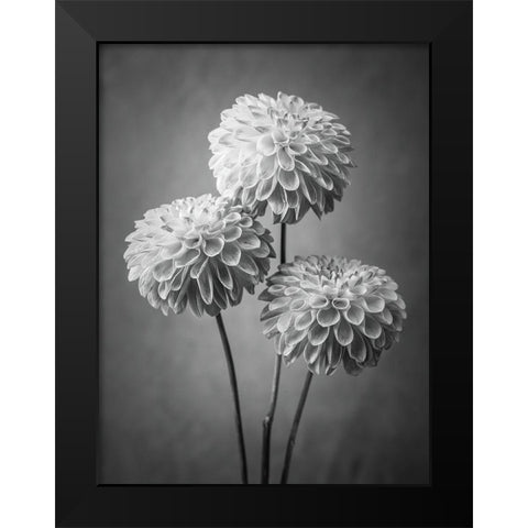 Three Dahlia flowers Black Modern Wood Framed Art Print by Frank, Assaf
