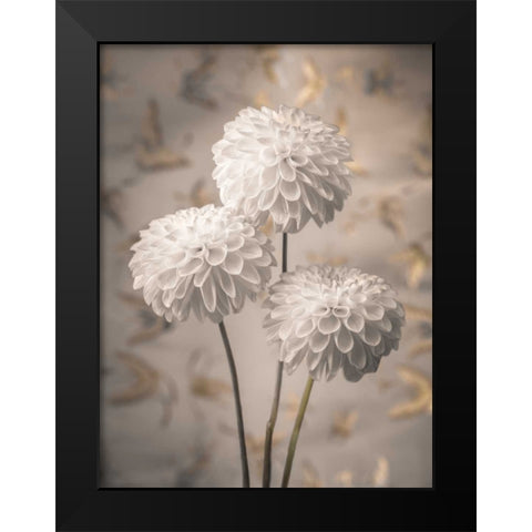 Beautiful Dahlias flowers Black Modern Wood Framed Art Print by Frank, Assaf