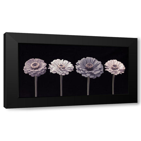 Four Zinnia flowers in a row Black Modern Wood Framed Art Print by Frank, Assaf