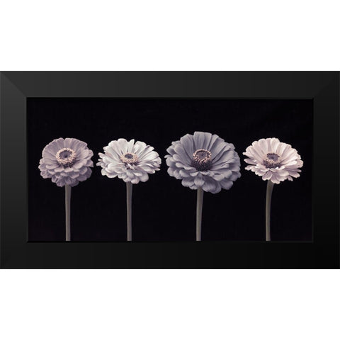 Four Zinnia flowers in a row Black Modern Wood Framed Art Print by Frank, Assaf