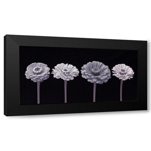 Four Zinnia flowers in a row Black Modern Wood Framed Art Print with Double Matting by Frank, Assaf