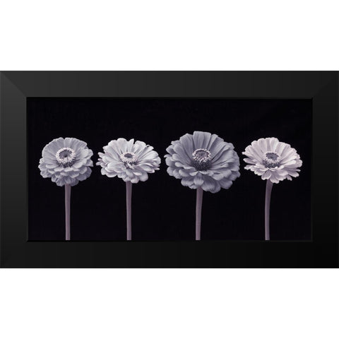 Four Zinnia flowers in a row Black Modern Wood Framed Art Print by Frank, Assaf