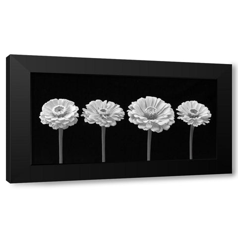 Four Zinnia flowers in a row Black Modern Wood Framed Art Print with Double Matting by Frank, Assaf