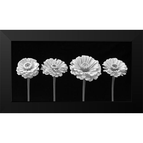 Four Zinnia flowers in a row Black Modern Wood Framed Art Print by Frank, Assaf