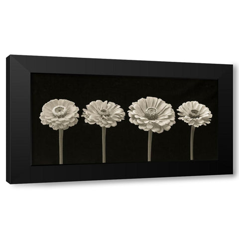 Four Zinnia flowers in a row Black Modern Wood Framed Art Print with Double Matting by Frank, Assaf
