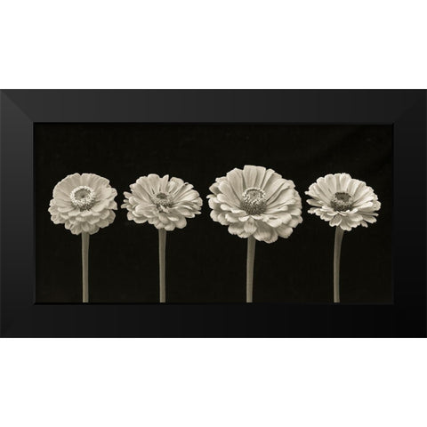 Four Zinnia flowers in a row Black Modern Wood Framed Art Print by Frank, Assaf