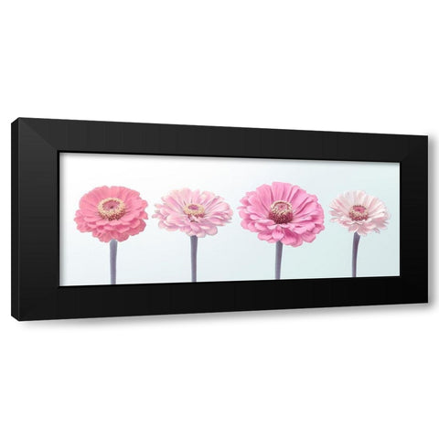 Four Zinnias in a row, FTBR-1898 Black Modern Wood Framed Art Print by Frank, Assaf