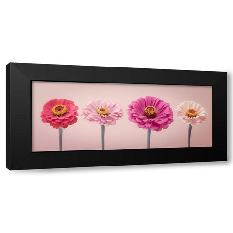 Four Zinnias in a row, FTBR-1899 Black Modern Wood Framed Art Print by Frank, Assaf