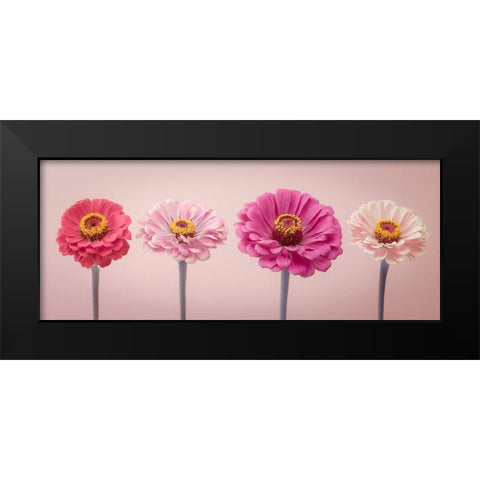 Four Zinnias in a row, FTBR-1899 Black Modern Wood Framed Art Print by Frank, Assaf