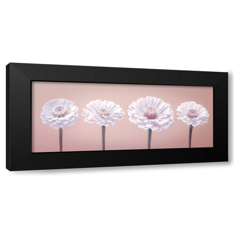 Four Zinnias in a row, FTBR-1900 Black Modern Wood Framed Art Print with Double Matting by Frank, Assaf
