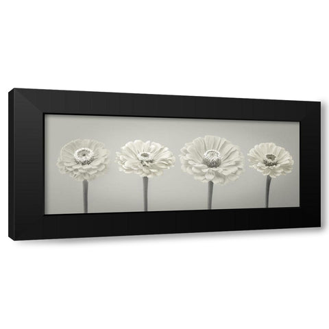 Four Zinnia flowers in a row Black Modern Wood Framed Art Print by Frank, Assaf