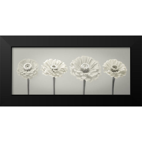 Four Zinnia flowers in a row Black Modern Wood Framed Art Print by Frank, Assaf
