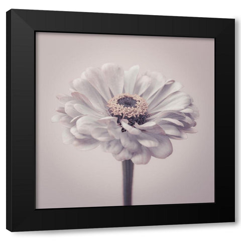 Zinnia flower Black Modern Wood Framed Art Print with Double Matting by Frank, Assaf