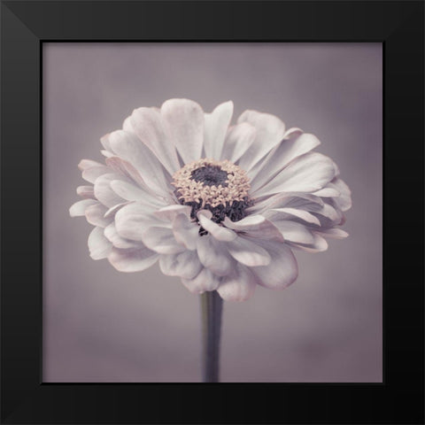 Zinnia flower Black Modern Wood Framed Art Print by Frank, Assaf