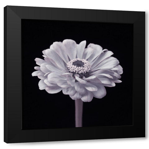 Zinnia flower Black Modern Wood Framed Art Print by Frank, Assaf