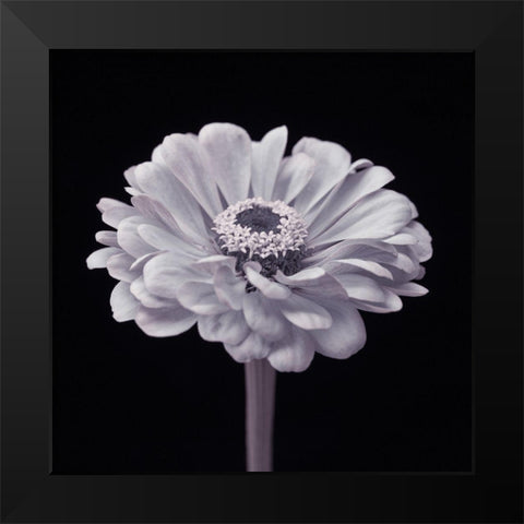 Zinnia flower Black Modern Wood Framed Art Print by Frank, Assaf