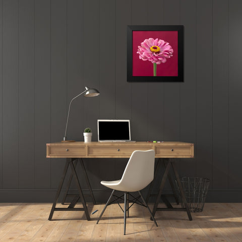 Fresh Zinnia flower Black Modern Wood Framed Art Print by Frank, Assaf