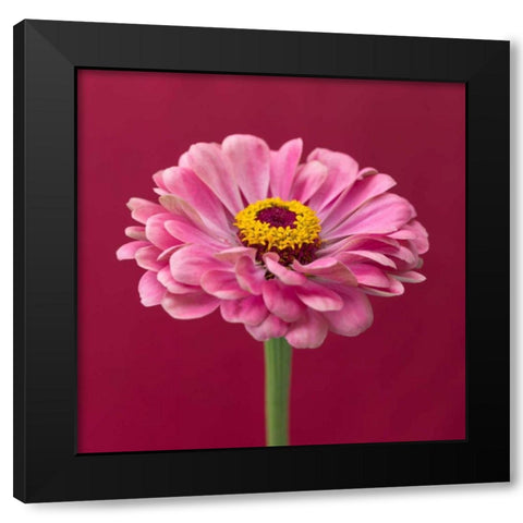 Fresh Zinnia flower Black Modern Wood Framed Art Print with Double Matting by Frank, Assaf