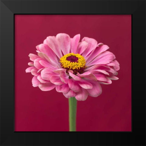 Fresh Zinnia flower Black Modern Wood Framed Art Print by Frank, Assaf