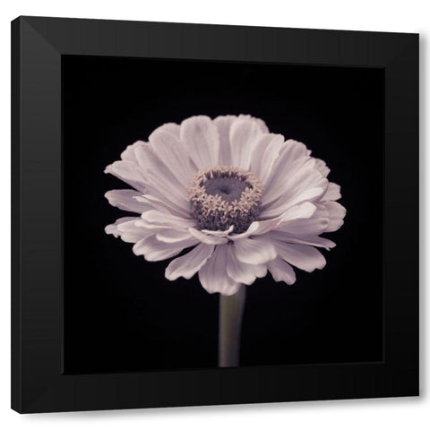Zinnia flower Black Modern Wood Framed Art Print with Double Matting by Frank, Assaf