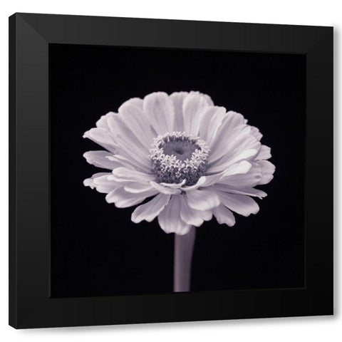 Zinnia flower Black Modern Wood Framed Art Print by Frank, Assaf