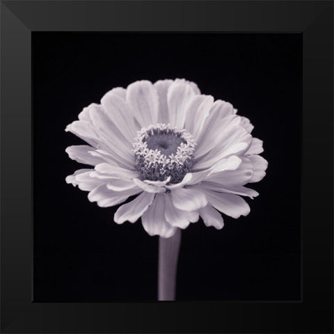 Zinnia flower Black Modern Wood Framed Art Print by Frank, Assaf