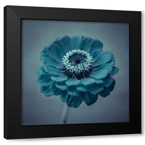 Fresh Zinnia flower Black Modern Wood Framed Art Print by Frank, Assaf
