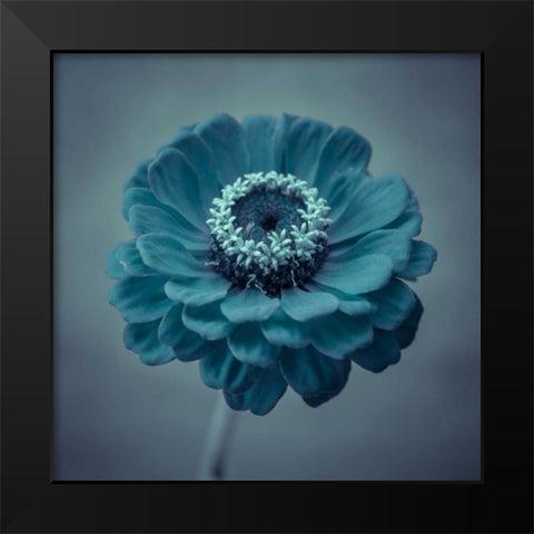 Fresh Zinnia flower Black Modern Wood Framed Art Print by Frank, Assaf