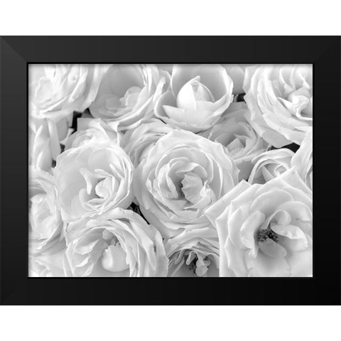 Full frame of roses Black Modern Wood Framed Art Print by Frank, Assaf