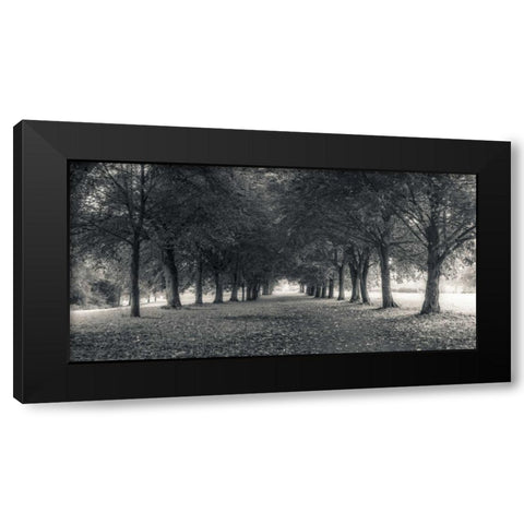 Pathway through trees in forest Black Modern Wood Framed Art Print by Frank, Assaf