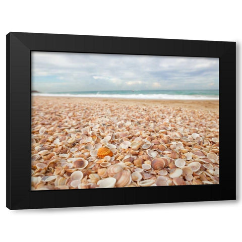 Sea shells on the beach Black Modern Wood Framed Art Print by Frank, Assaf