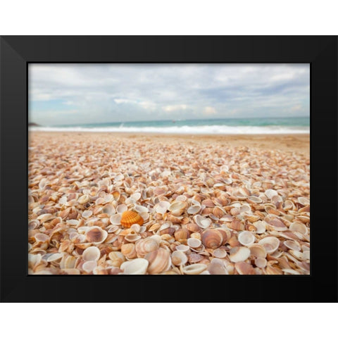 Sea shells on the beach Black Modern Wood Framed Art Print by Frank, Assaf