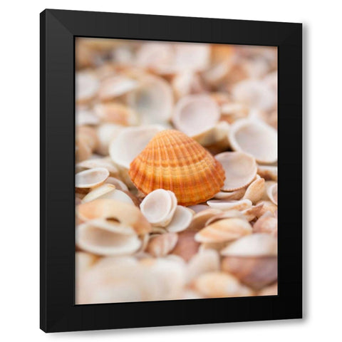 Sea shells on the beach Black Modern Wood Framed Art Print by Frank, Assaf