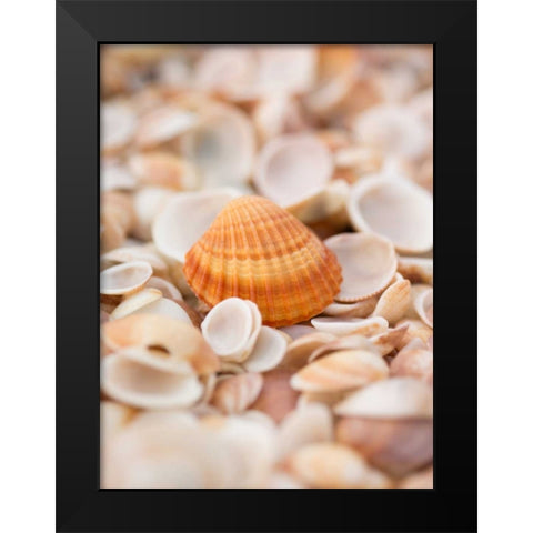 Sea shells on the beach Black Modern Wood Framed Art Print by Frank, Assaf