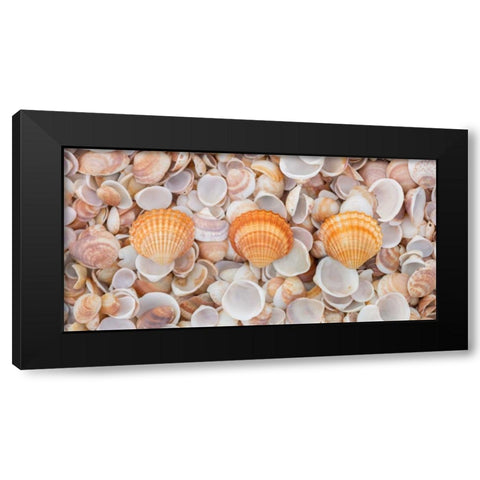 Sea shells on the beach Black Modern Wood Framed Art Print by Frank, Assaf
