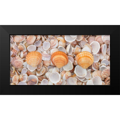 Sea shells on the beach Black Modern Wood Framed Art Print by Frank, Assaf